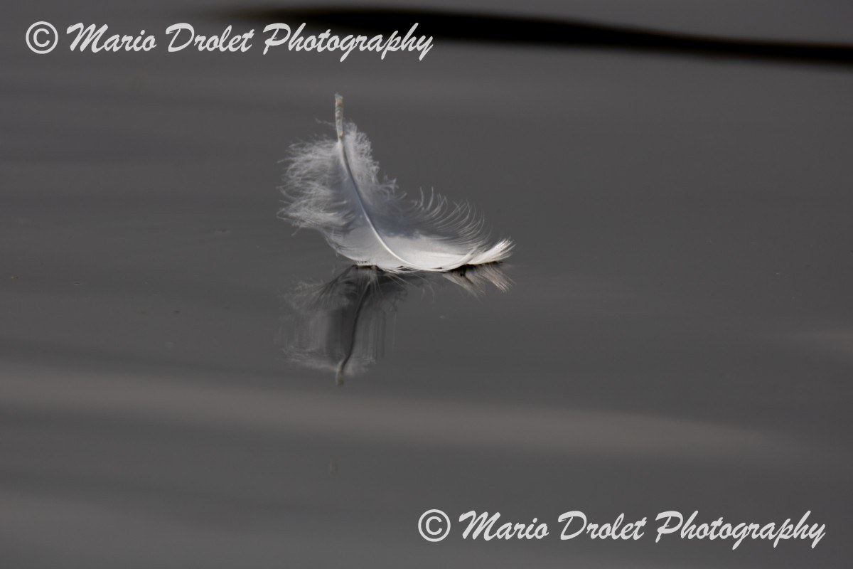 White feather floating on calm water with small ripples.