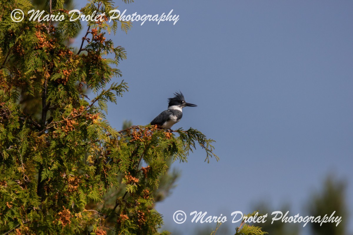 Male Belted Kingfigher perched in a cedar tree with a clear blue sky background.