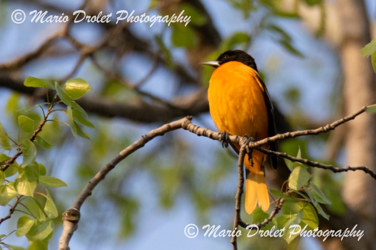 Baltimore Oriole perched in a tree in Rattray Marsh