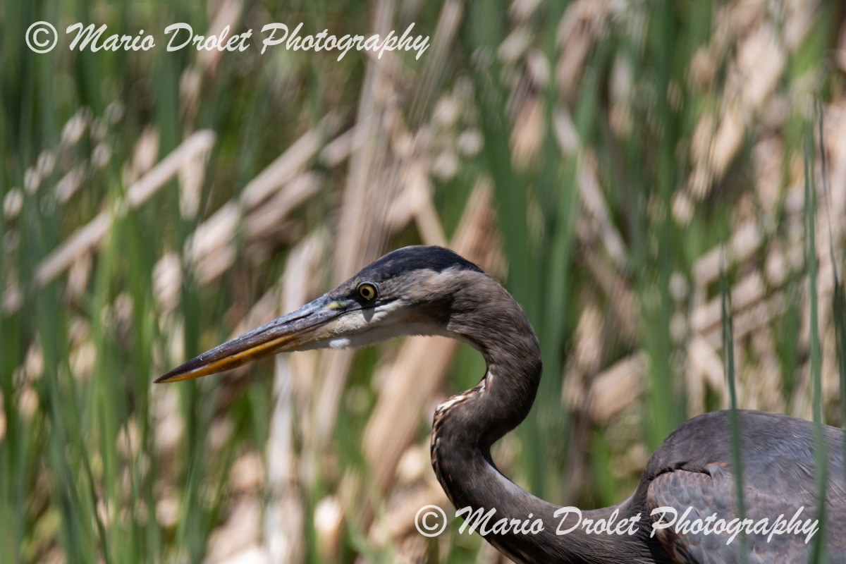Great Blue Heron in Grindstone Marsh hunting for lunch