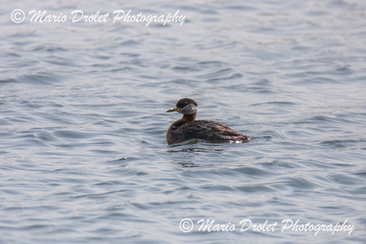 Red-necked Grebe at Island Lake Conservation Area