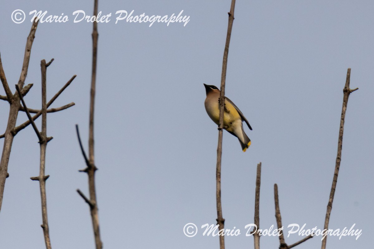 Cedar Waxwing perched on a branch in Rattray Marsh Conservation Area