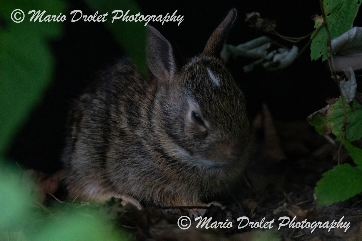 Baby rabbit hiding in berry bushes