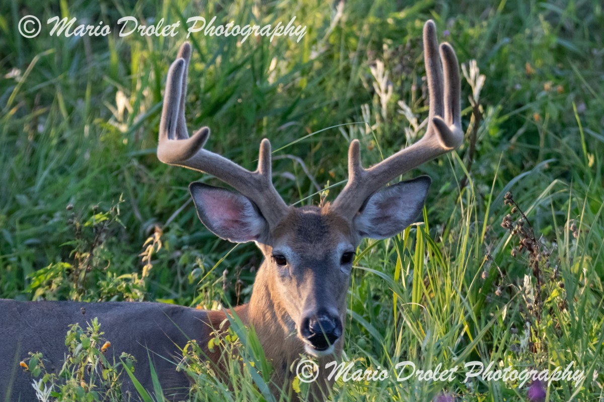 Male deer posing for the camera in Rattray Marsh