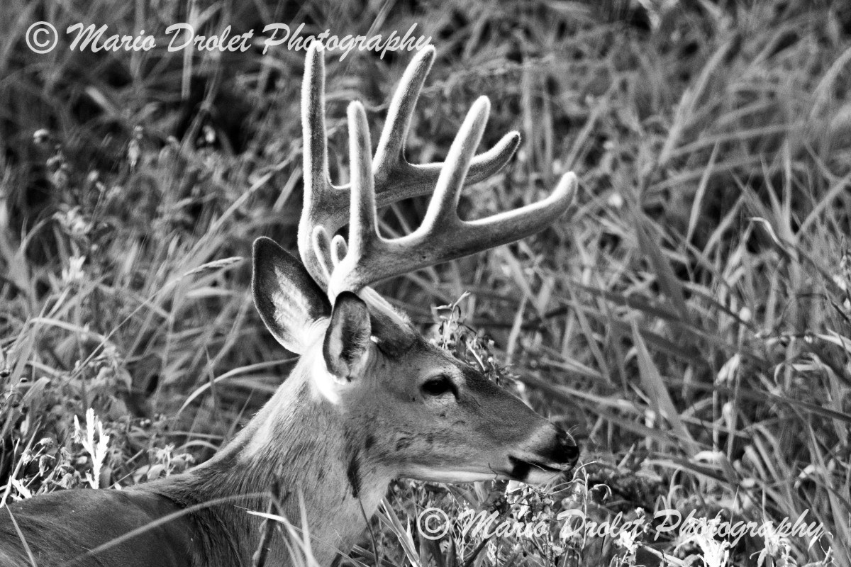 Buck posing for the camera