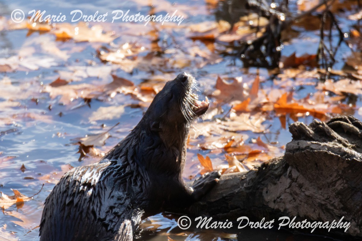 River otter in Rattray Marsh, Mississauga, Ontario