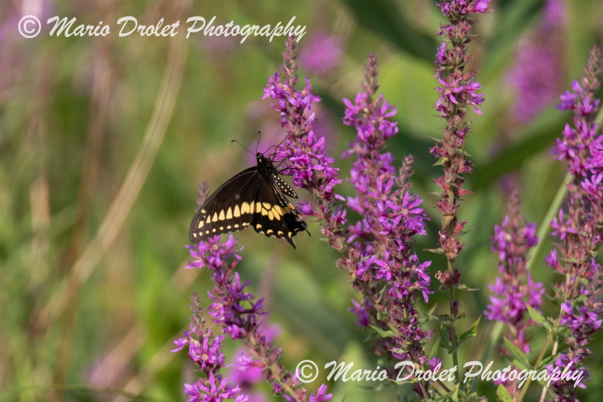 Eastern Swallow Tail in Rattray Marsh