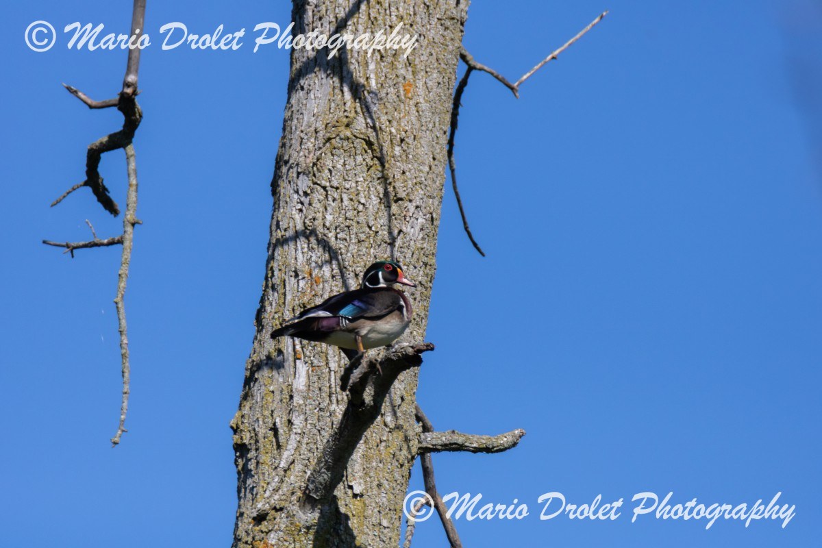 Wood Duck perched in a tree in Rattray Marsh