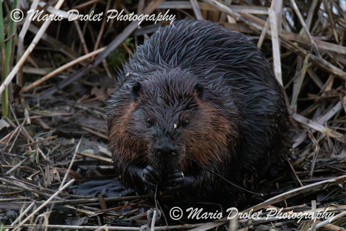Beaver roaming the marsh