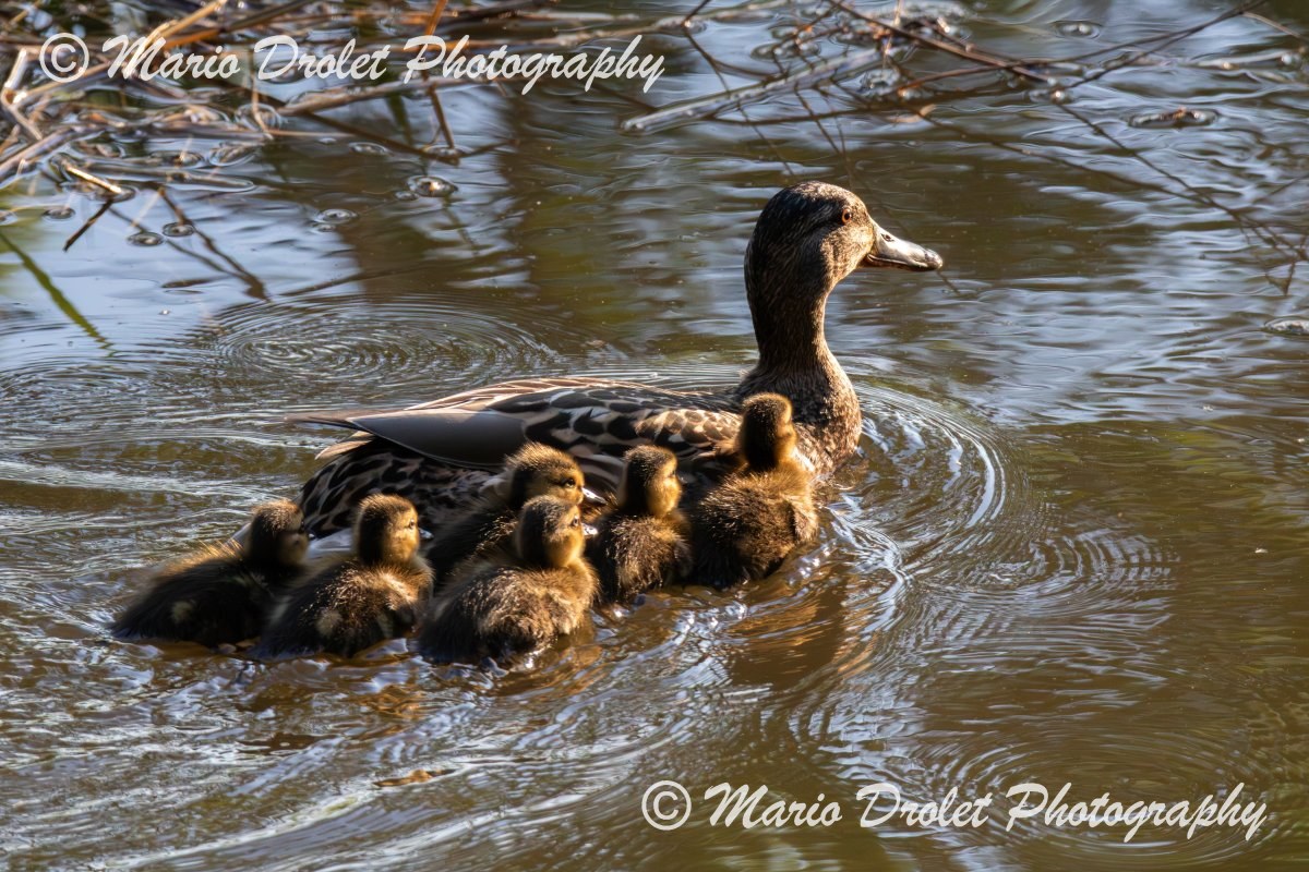 Female mallard duck paddling into the sunset with her ducklings