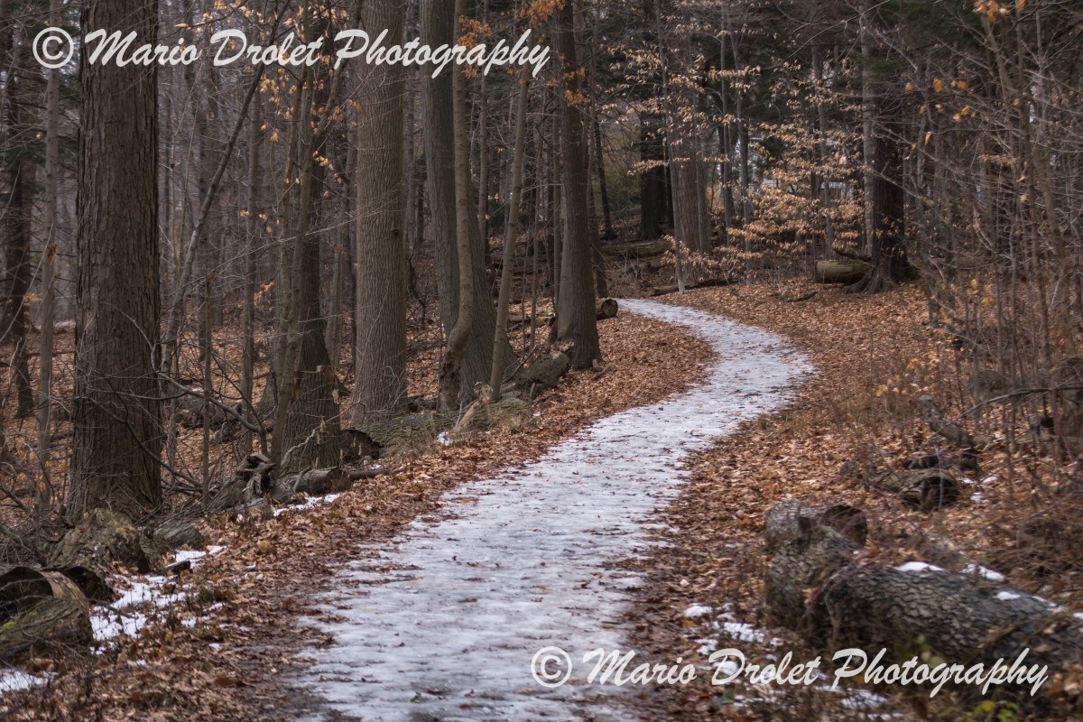 Icy path in the forest